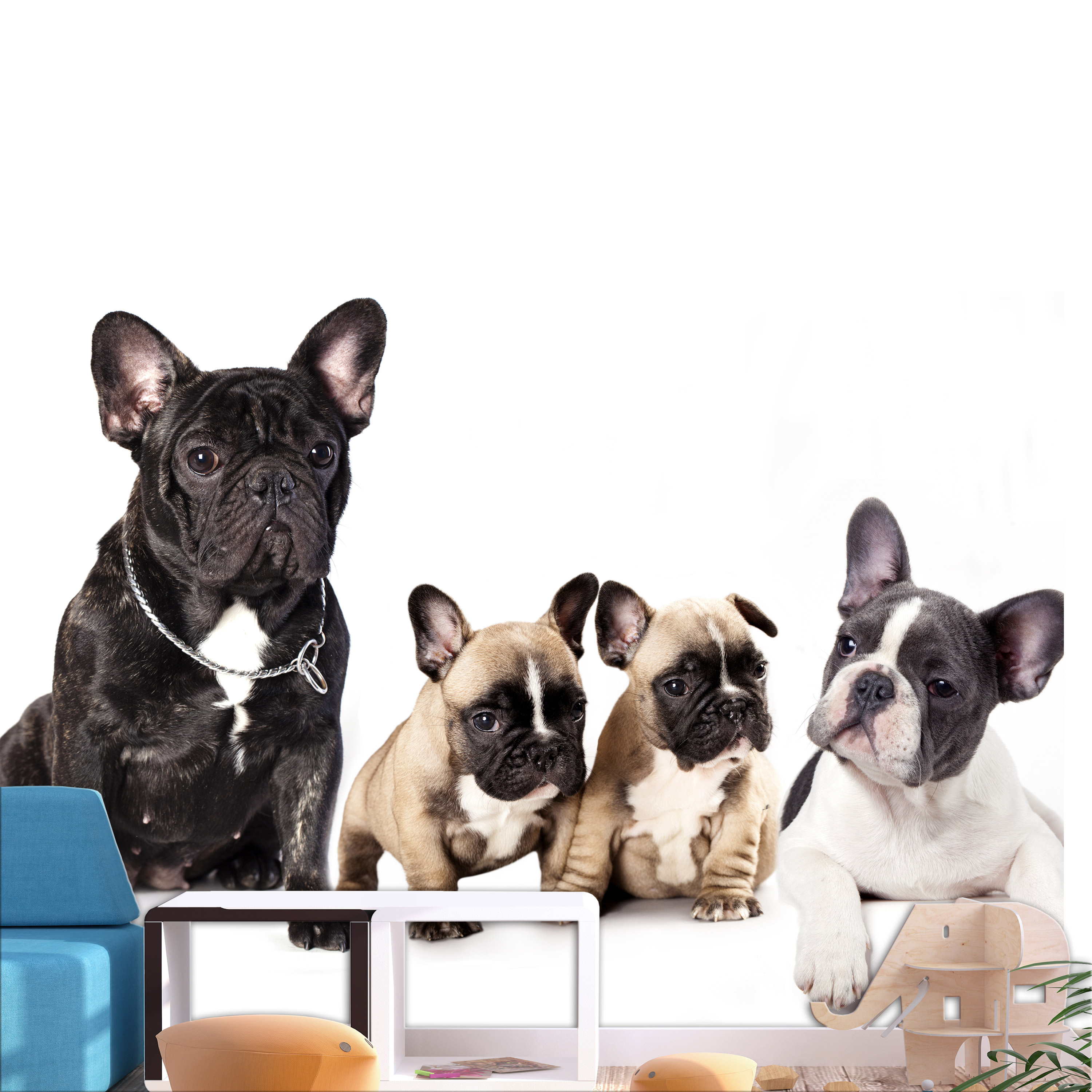 Wallpaper - French Dogs - 150x105